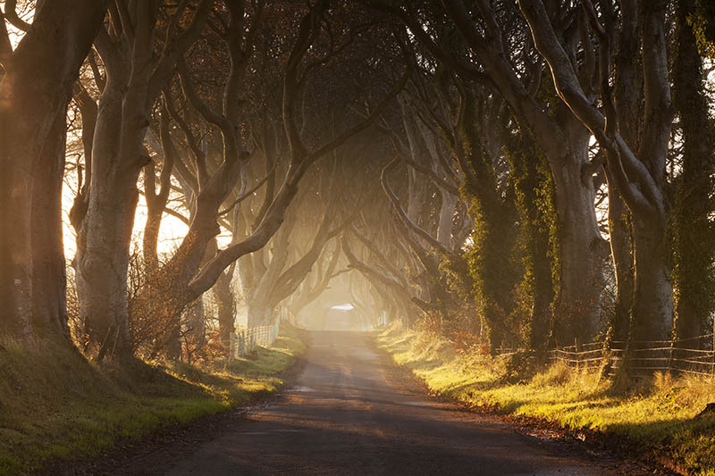 dark-hedges-north-ireland