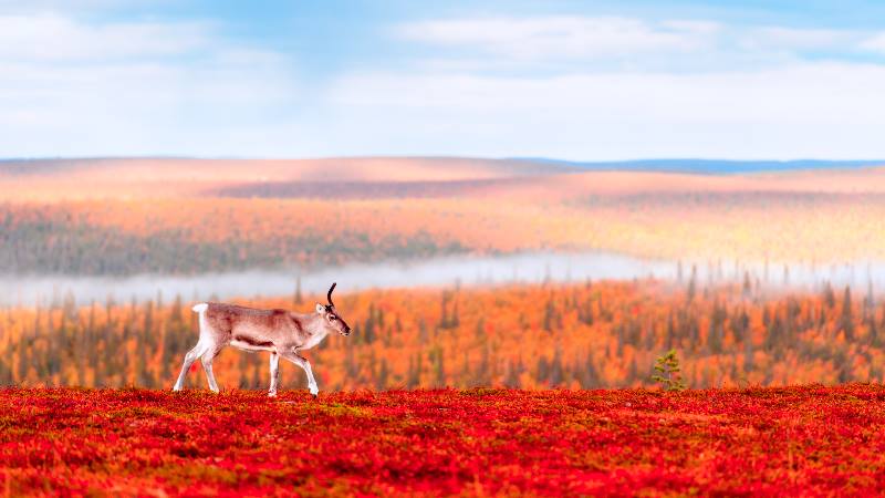 Lapland-Autumn