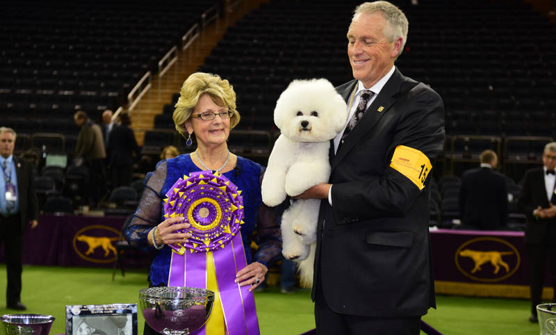 best-winter events in new york-westminster-dog-show