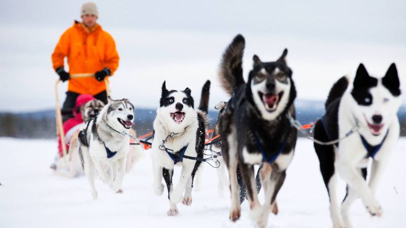 Nordic-winter-sledging-a-man-on-sledge-being-pulled-by-dogs