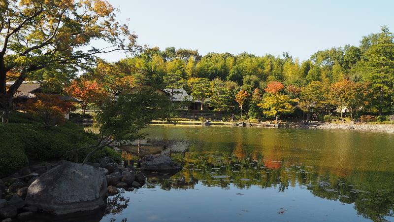 View-of-Autumn-leaves-reflecting-in-the-pond-in-Tokyo