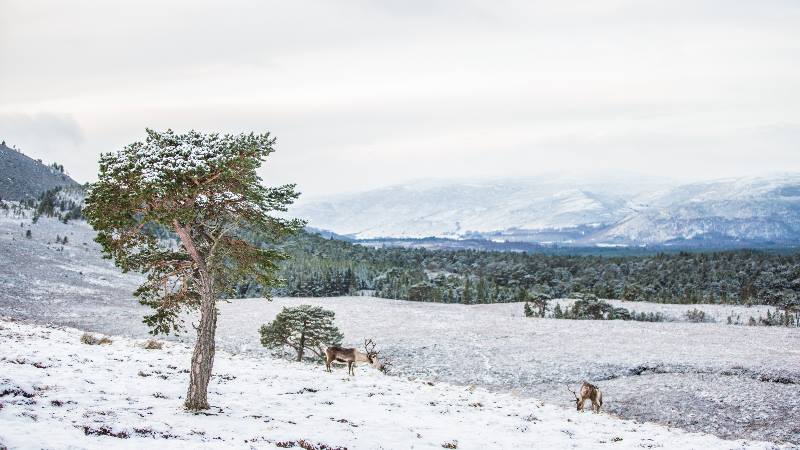 Winter-scene-of-trees-mountains-and-deer-Christmas-in-the-UK