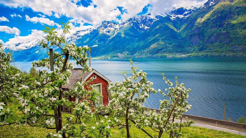 View-over-a-ffjord-in-Bergen-with-spring-blossoms-in-the-trees