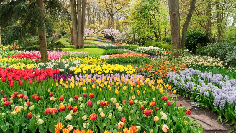 colourful-tulips-flowerbeds-and-path-in-an-spring-formal-garden-a-day-at-keukenhof