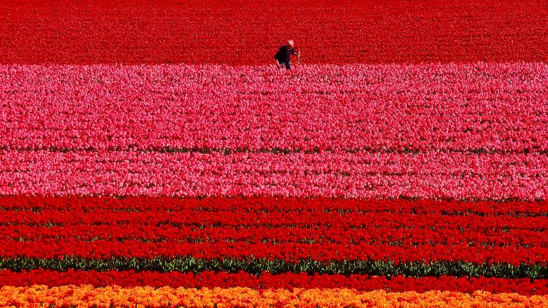 Man-walking-through-a-tulip-field-a-day-at-keukenhof