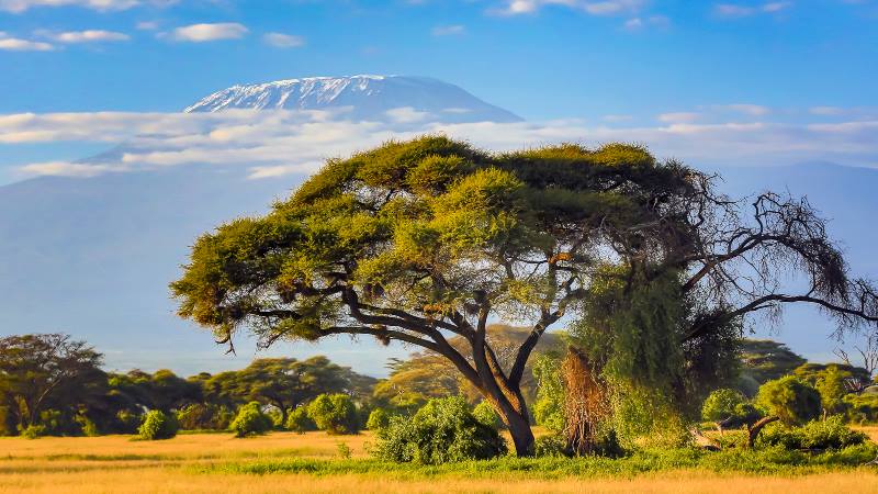 View-of-Kilimanjaro-with-trees-in-the-foreground-mountains-to-climb