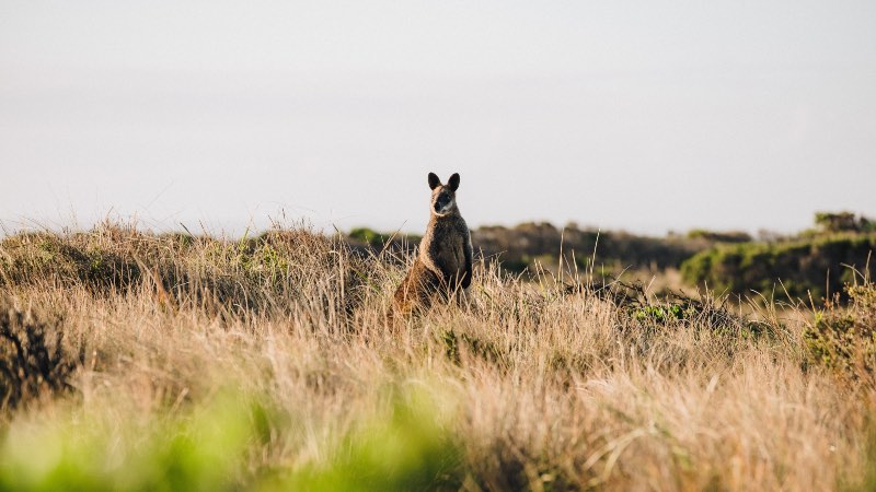 Phillip Island - Melbourne