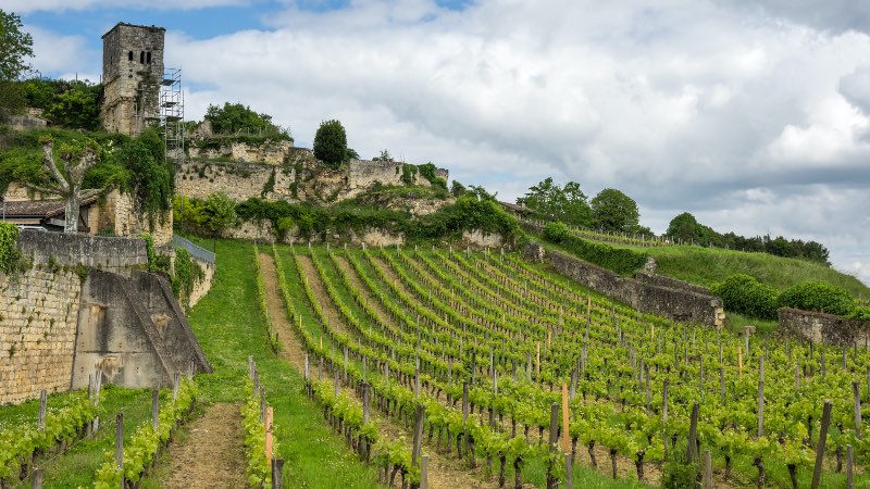 Vineyards near Bordeaux with old church building in the background