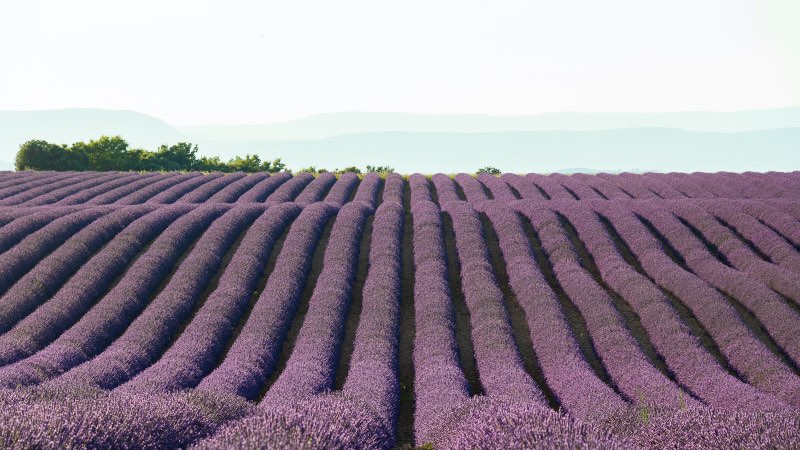 lavender fields near Aix-en-Provence