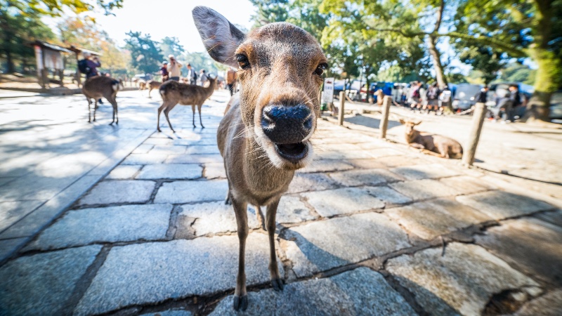 Nara Park and the deer