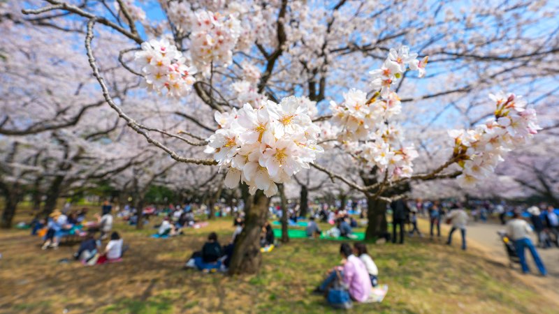 Cherry Blossoms in Yoyogi Park in Tokyo