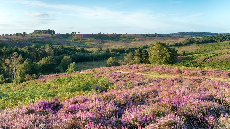 New Forest near Bournemouth