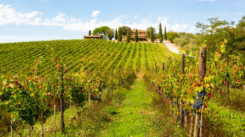 The chianti region of Tuscany near Florence