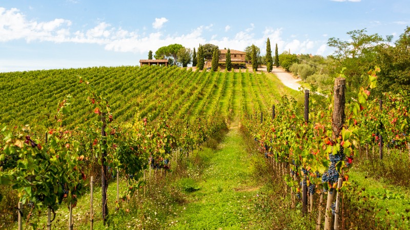 The chianti region of Tuscany near Florence