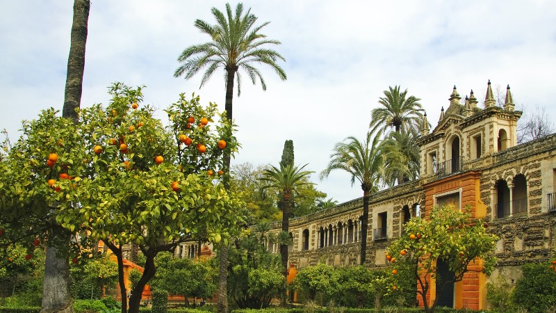 Seville and orange trees