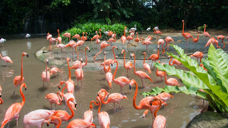 Singapore Zoo