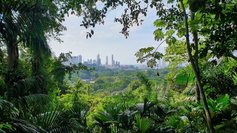 The jungle near Panama City
