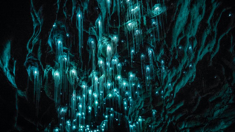 Waitomo Glowworm caves near Auckland
