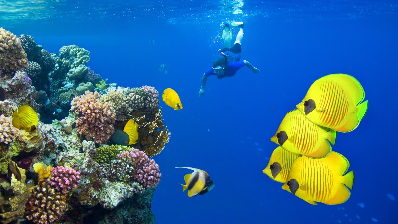 Diving in Sharm el-Sheikh